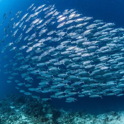 良い価格 エコフレンドリーな酵素海洋油加工:バイオカタリシスにおける不動化リパースノボジム435. オンライン