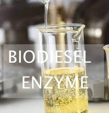 良い価格 リパーゼを使用して生物燃料の生産のための無駄の脂質の酵素の加水分解 オンライン