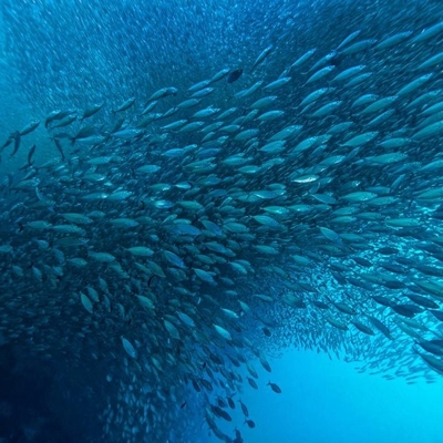 良い価格 海洋 油 の 生産 率 を 向上 さ せる ― 現代の 生物 処理 技術 に 関する リパース の 影響 オンライン