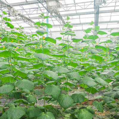 良い価格 配分 通常 紙パルス 表面 サイズ 酵素 液体 または 粉末 紙 塗装 添加物 オンライン