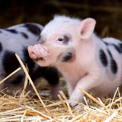 良い価格 高活性バキルス・サブティリス プロバイオティック粉 100 Billion CFU/g 飼料類動物用飼料添加物 オンライン